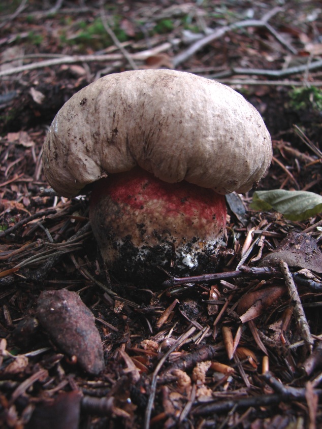 Boletus calopus e B. luridus dalla Foresta nera